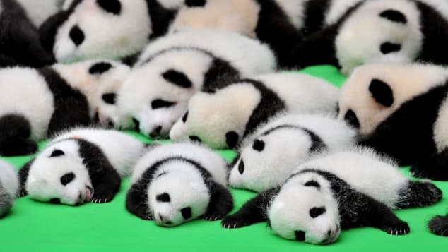 Chengdu has a sizable human population of more than 16 million and an impressive panda population too. Among the 45 surviving panda babies born in 2018 42 of them were born in Chengdu